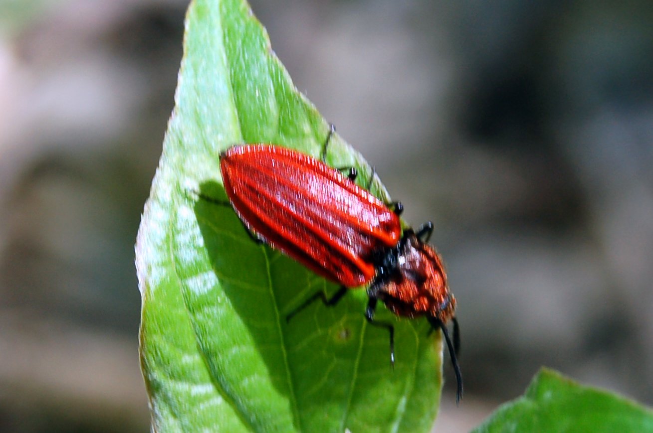 Elateridae: Anostirus sp.
